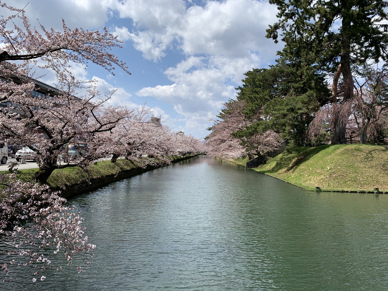 (2021年4月15日撮影)弘前公園　桜