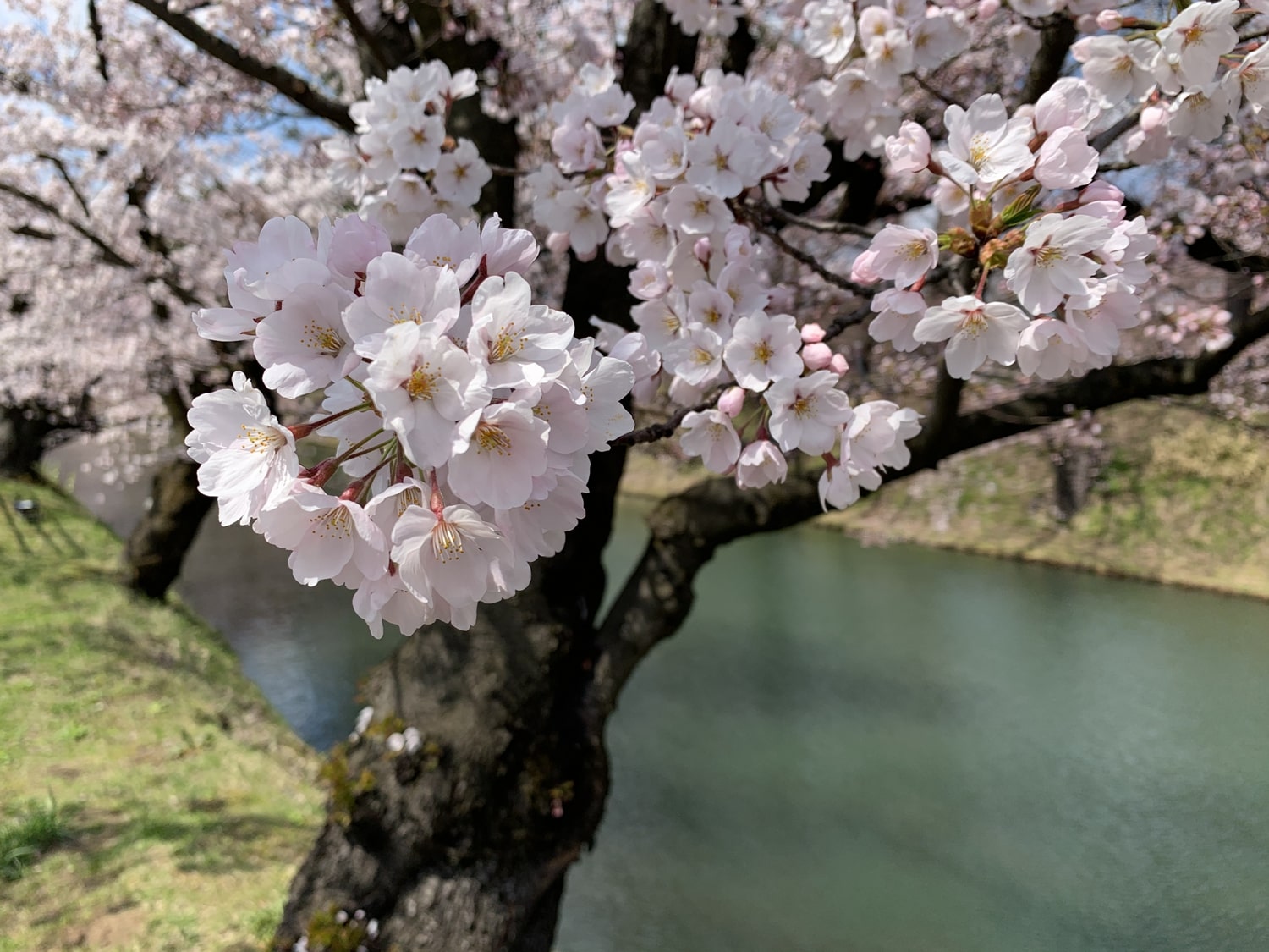 (2021年4月15日撮影)弘前公園外濠の桜