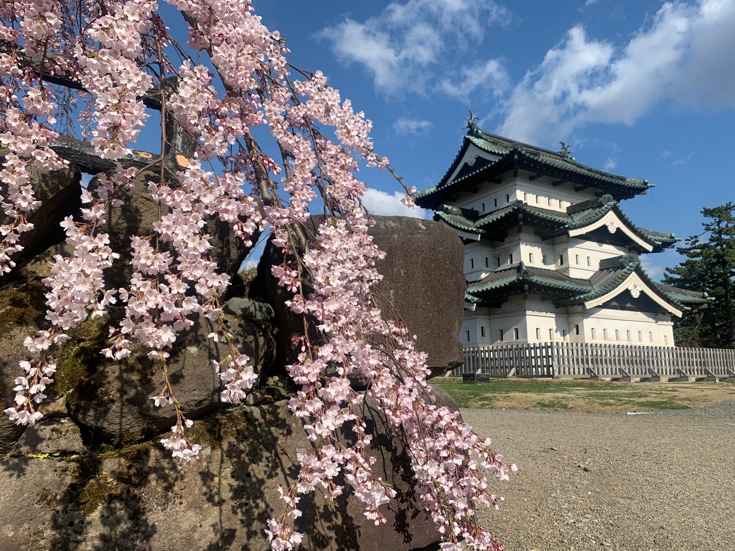 (2021年4月15日撮影)弘前公園　桜