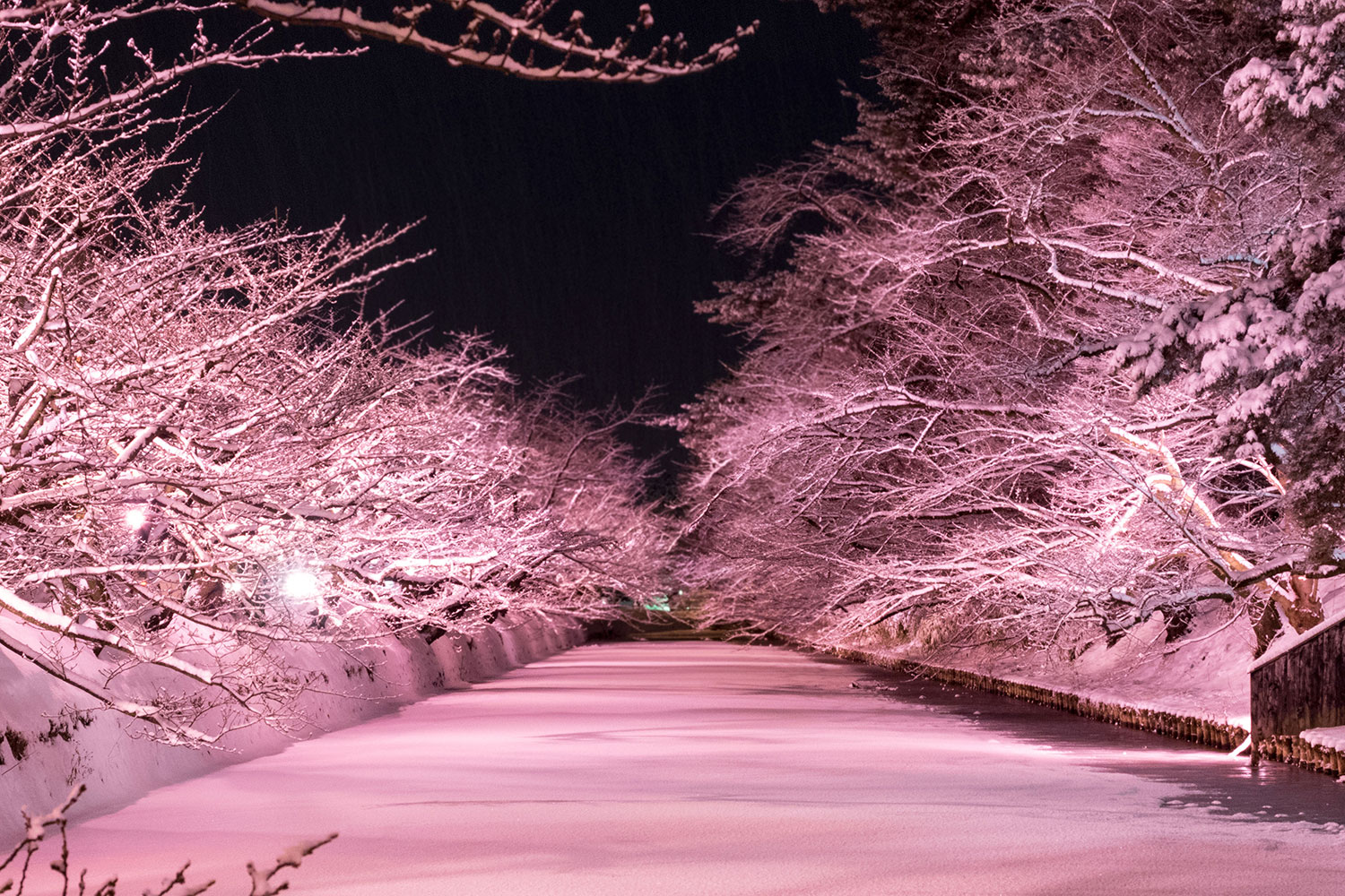 青森桜弘前公園 | 弘前公園 桜 開花予想 – デスロードで帰宅とThreadsデビュー – SSLY