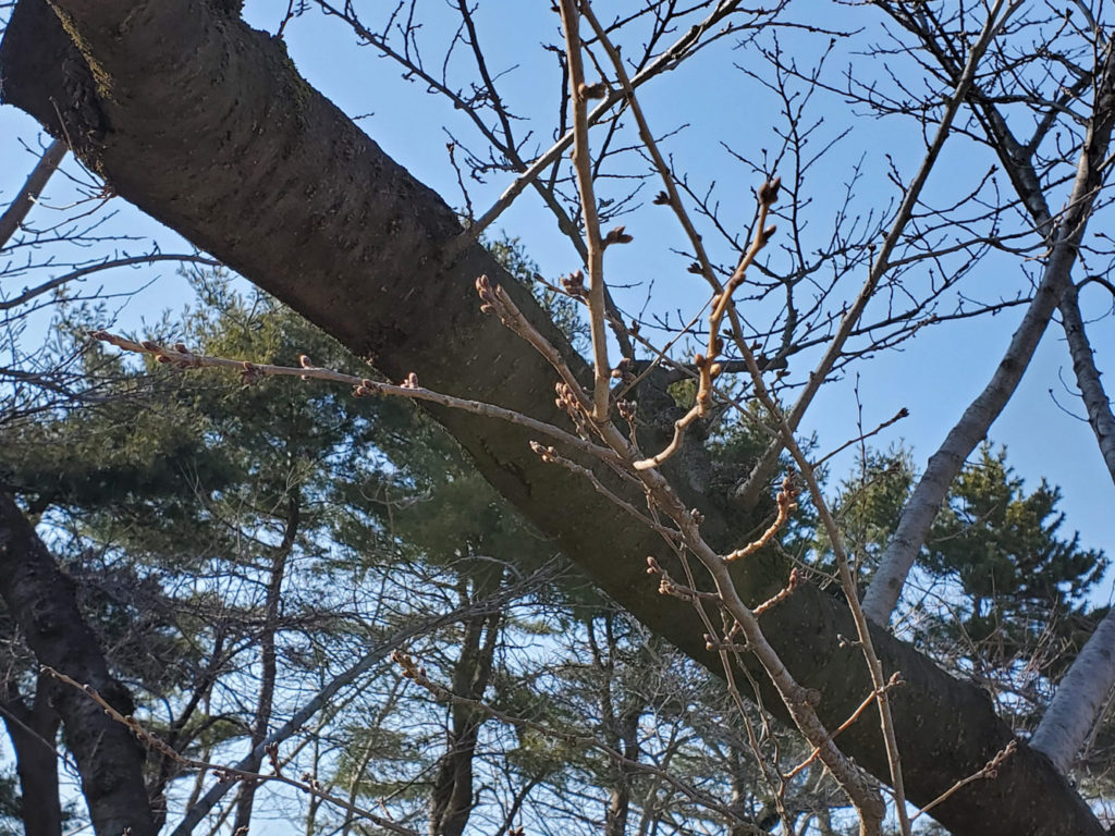 弘前公園外濠の桜の様子（2022年3月22日）