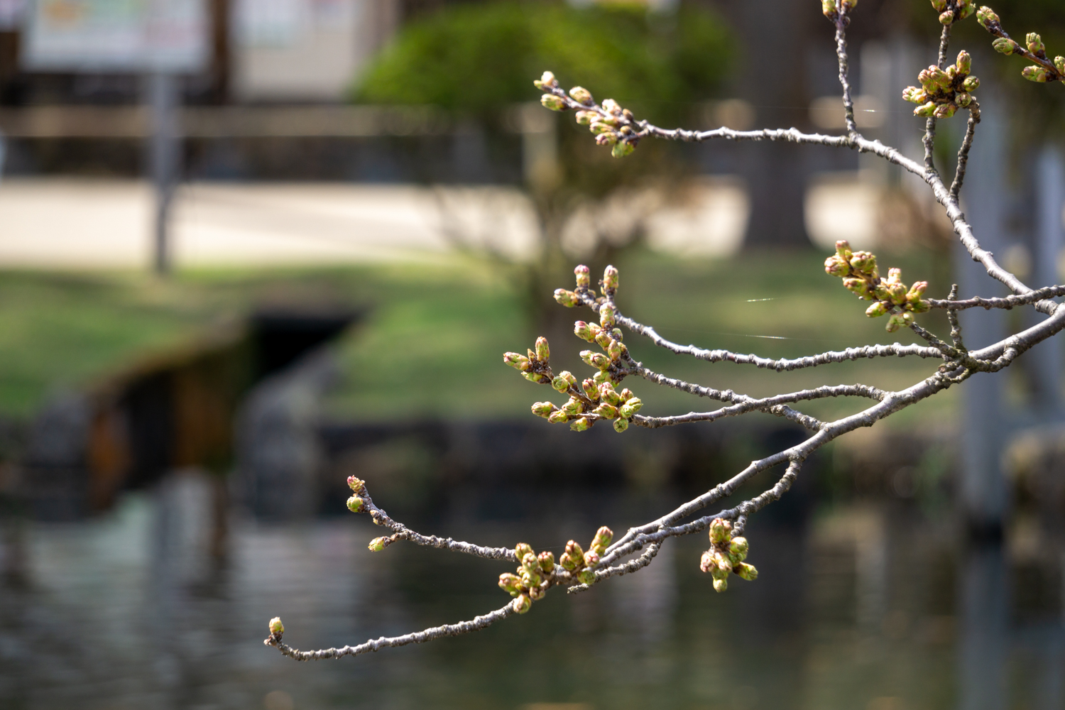 弘前公園外濠の桜の様子（2022年4月11日）
