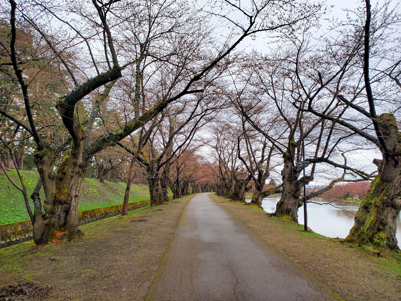 弘前公園　桜のトンネル付近