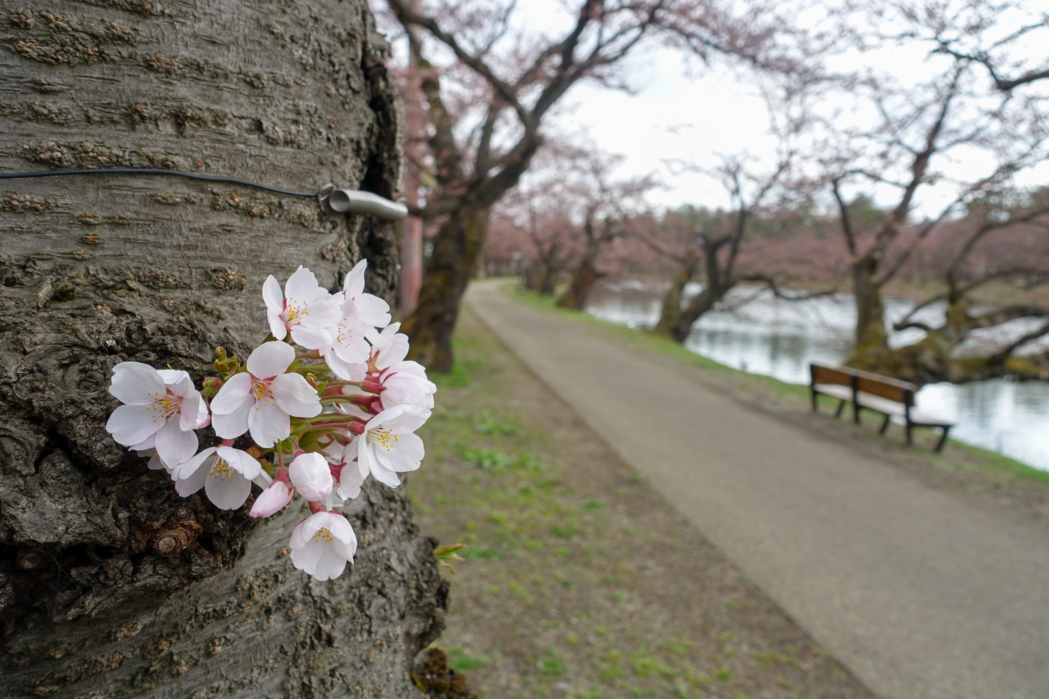 弘前公園 桜のトンネル付近