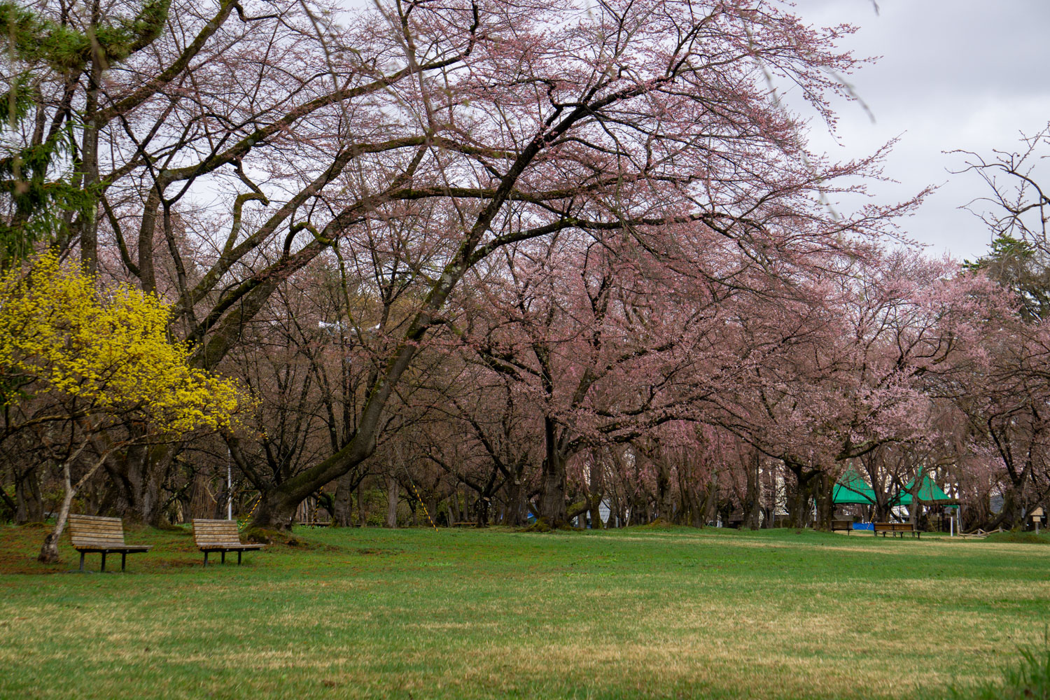 弘前公園 ピクニック広場