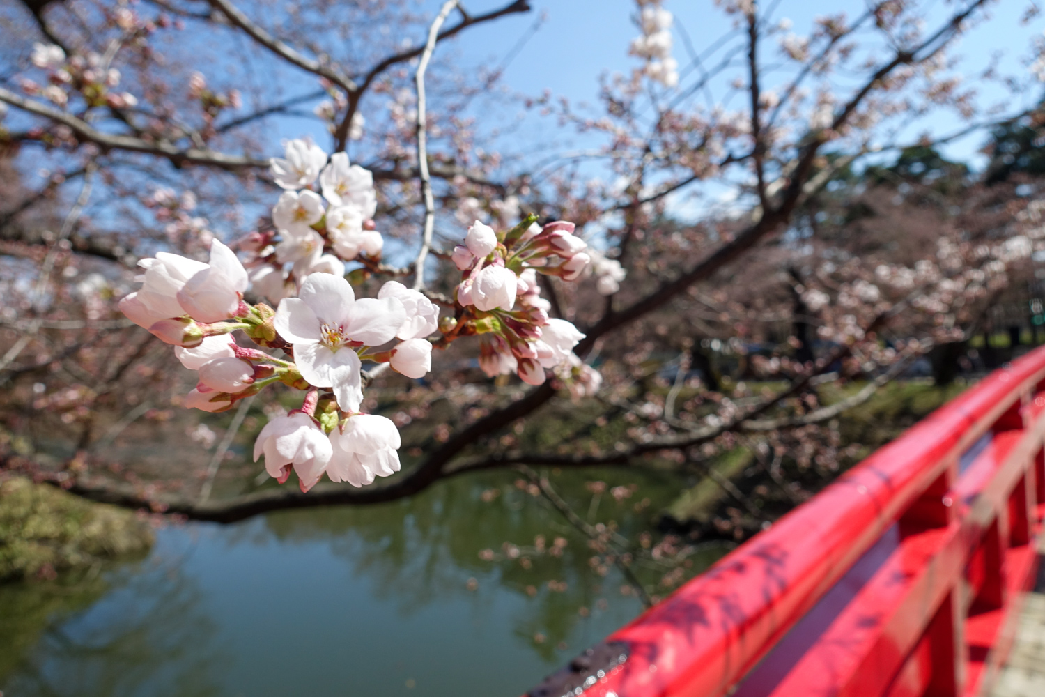 弘前公園　園内の開花状況は咲き始め