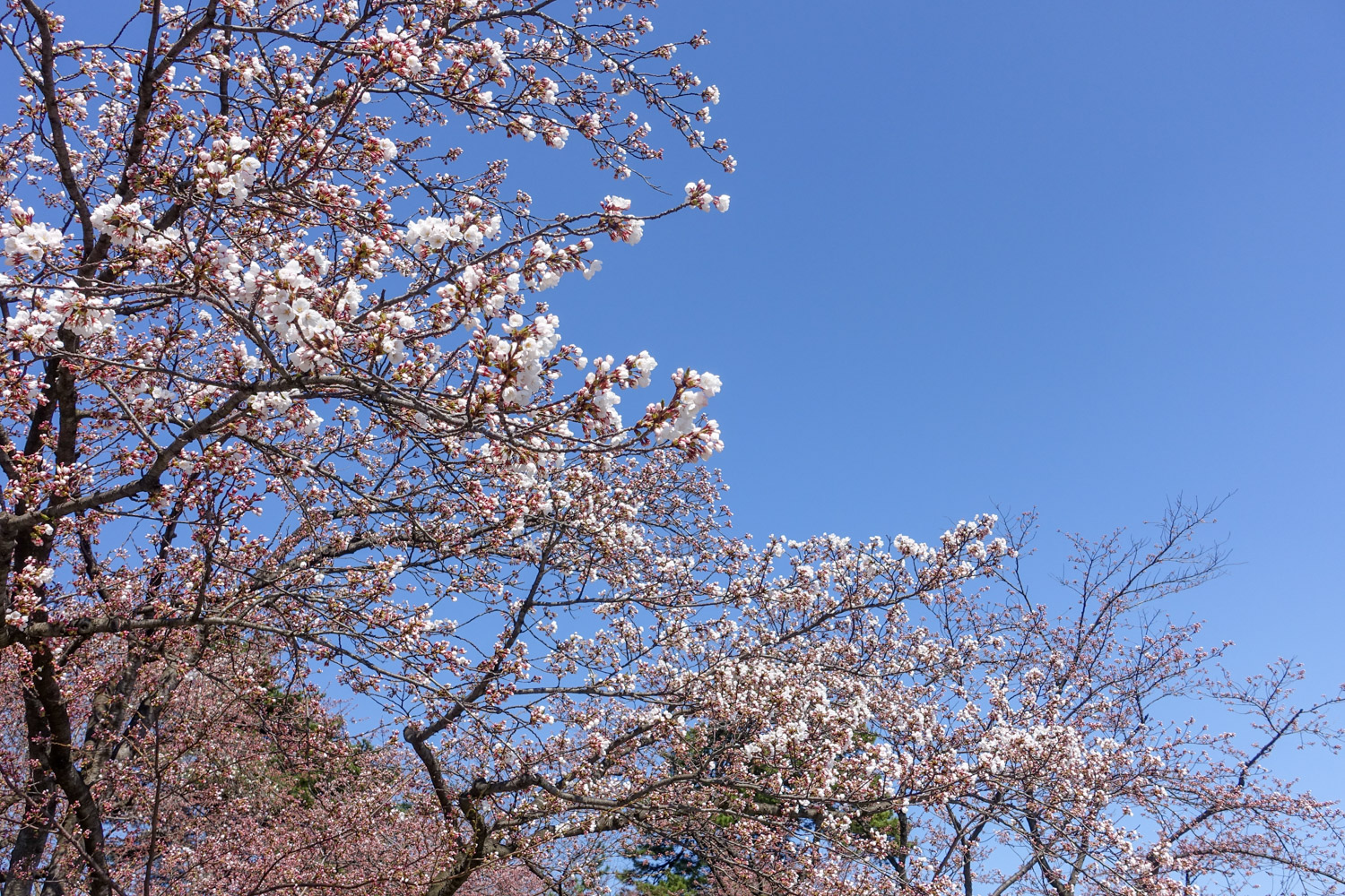 弘前公園外濠 1分咲き～2分咲き