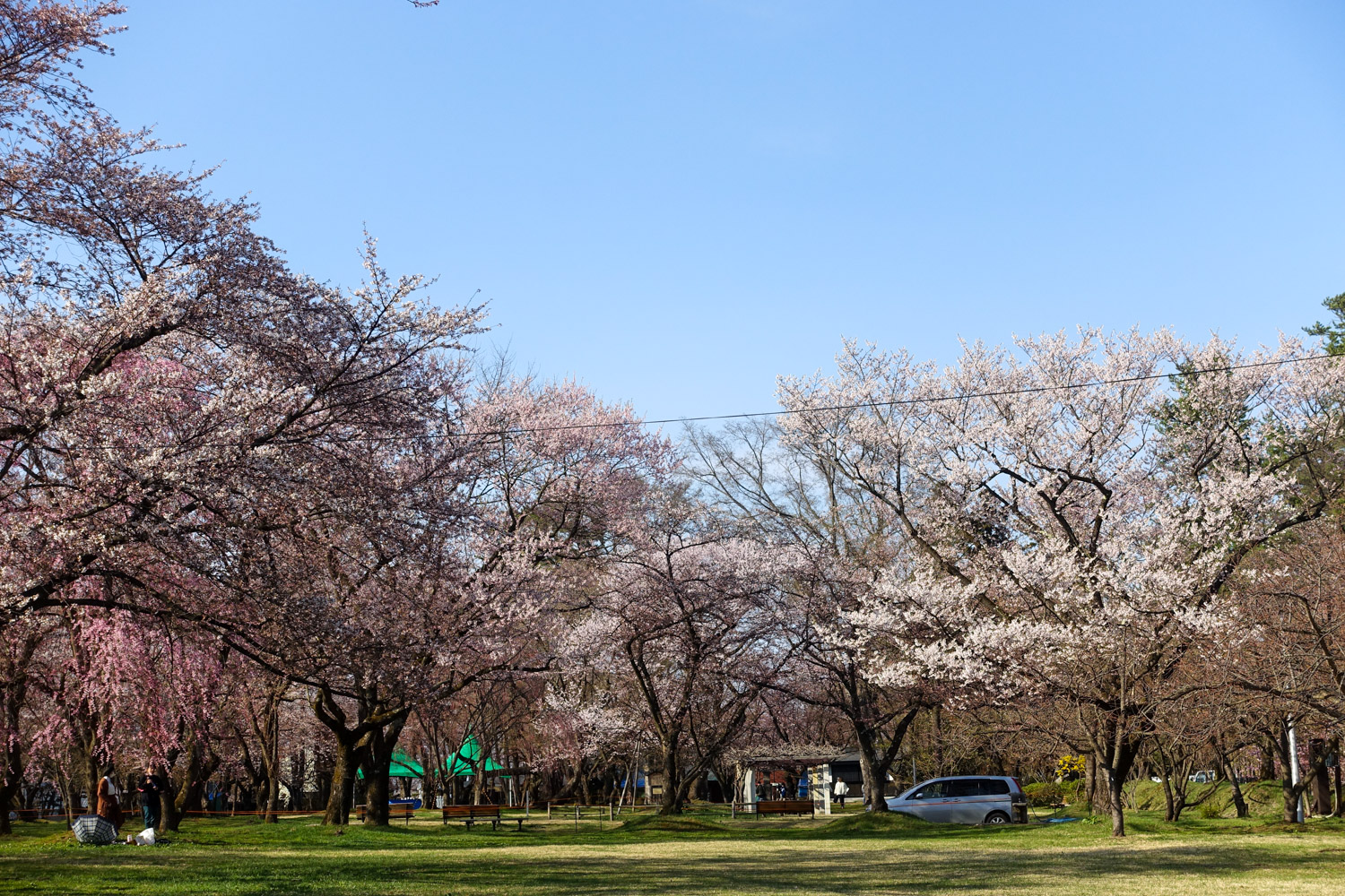 弘前公園 ピクニック広場