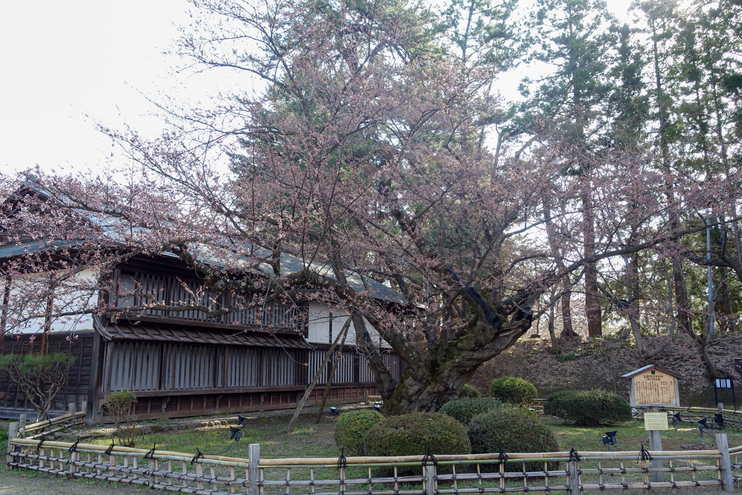 弘前公園最長寿のソメイヨシノ(二の丸)