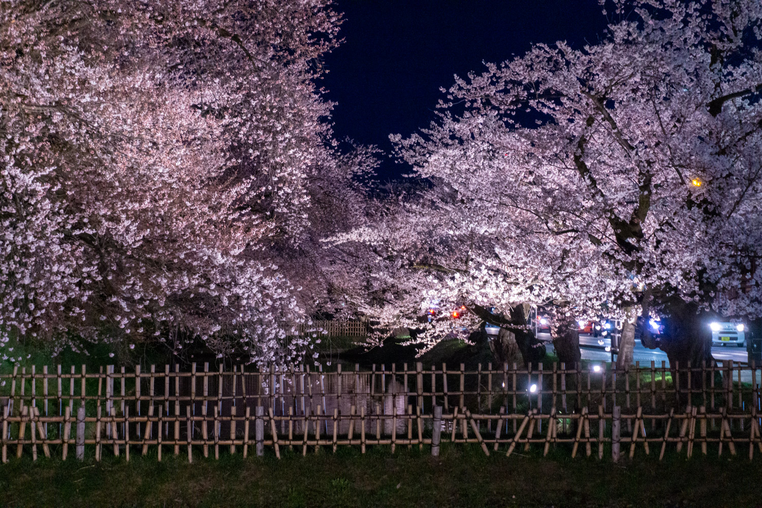 弘前公園外濠 夜桜