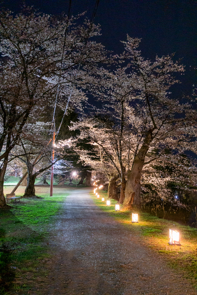 弘前公園 夜桜 西の郭