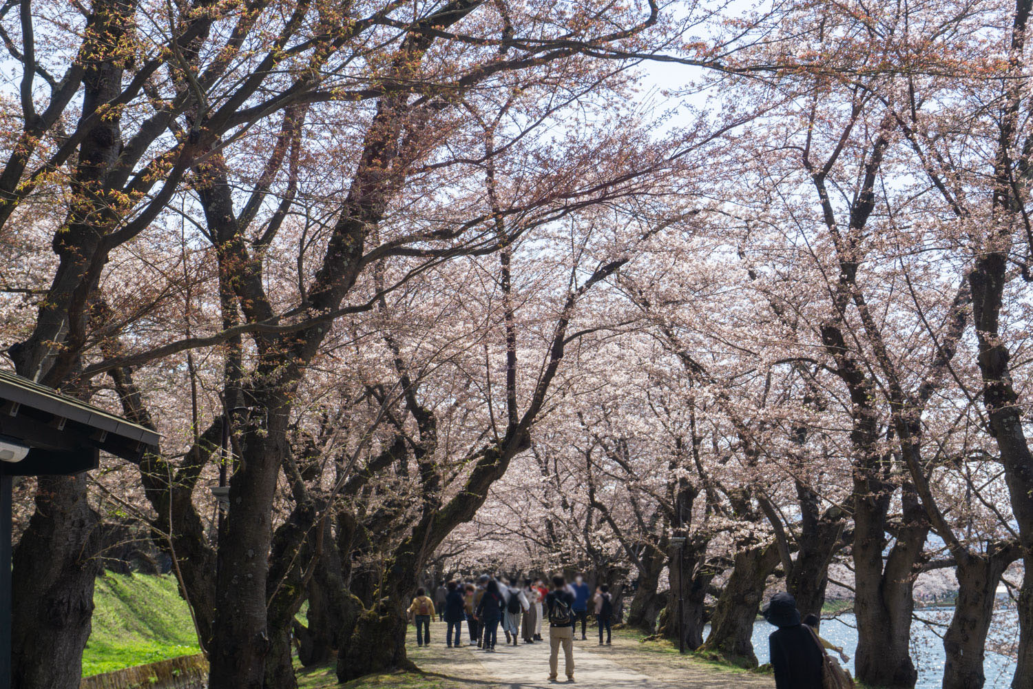 弘前公園 桜のトンネル