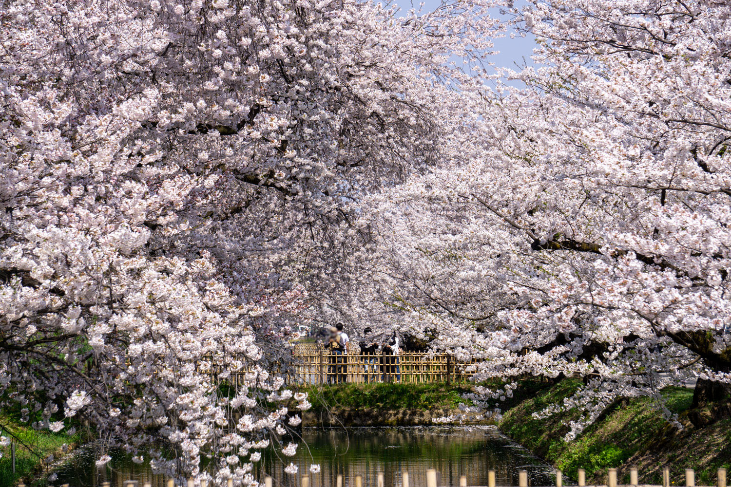 弘前城・弘前公園 桜 満開
