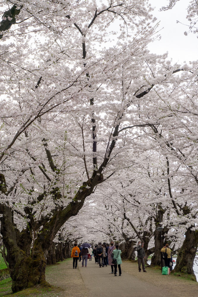 弘前公園 桜のトンネル