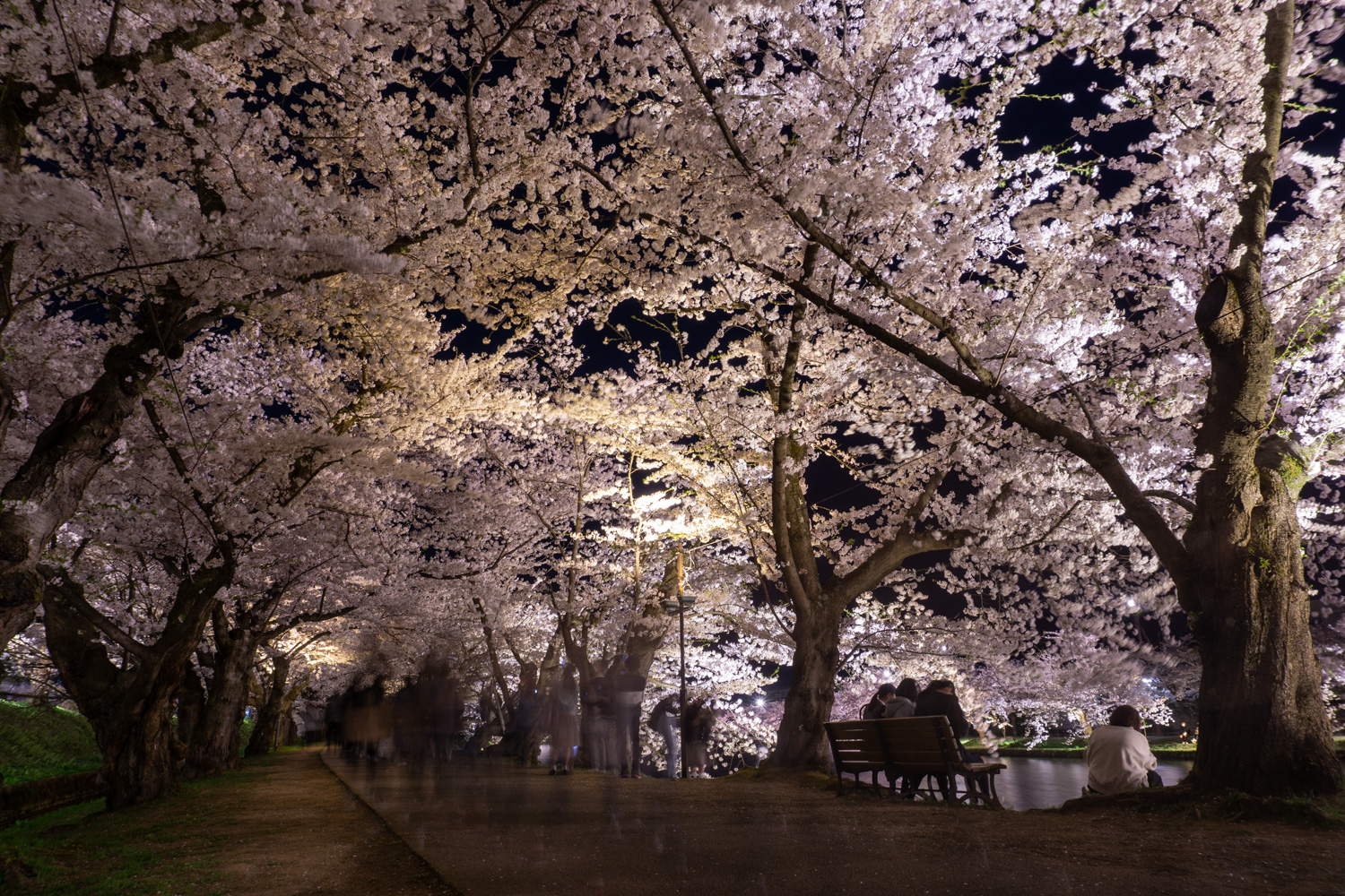 弘前公園 夜桜 桜のトンネル