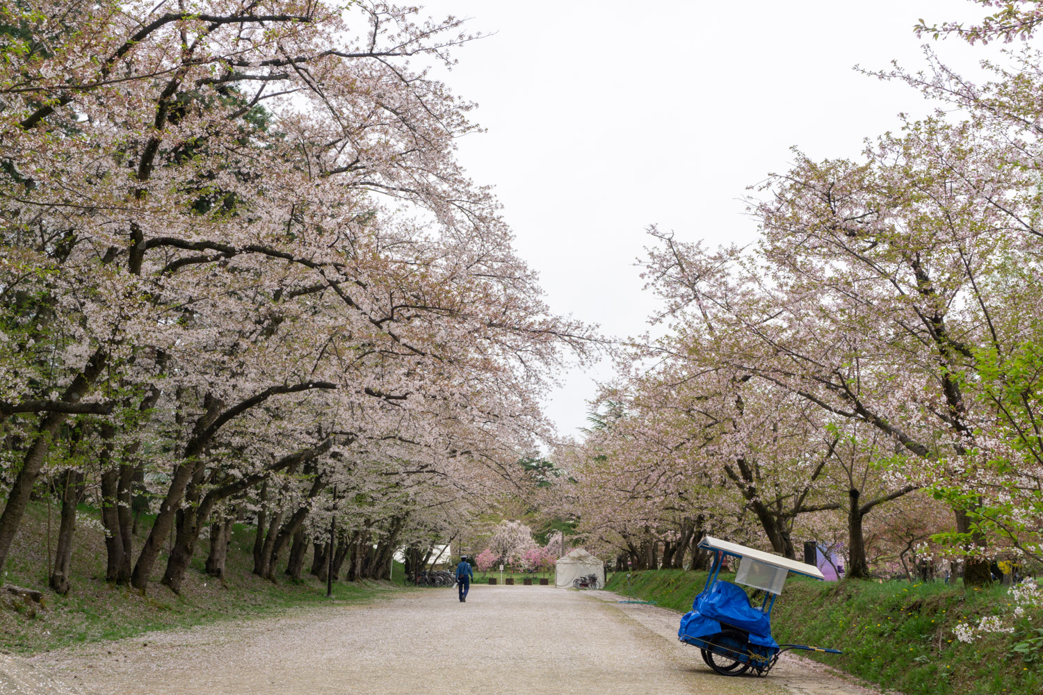 弘前公園 園内のソメイヨシノは7分散り