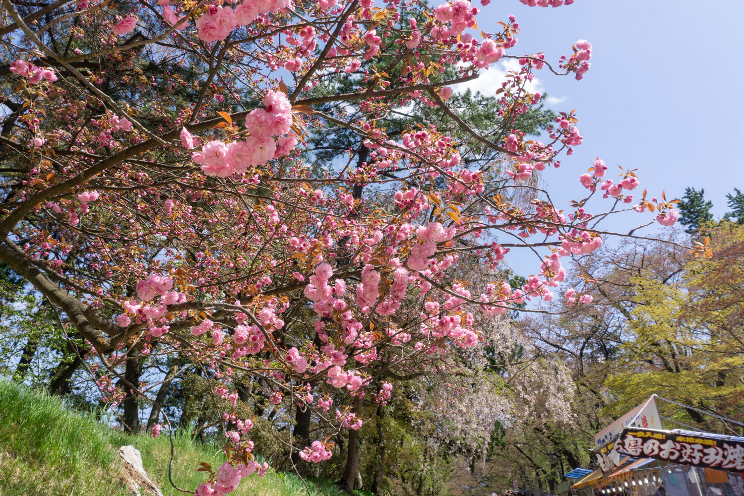 弘前公園 遅咲きの桜が咲き始めています