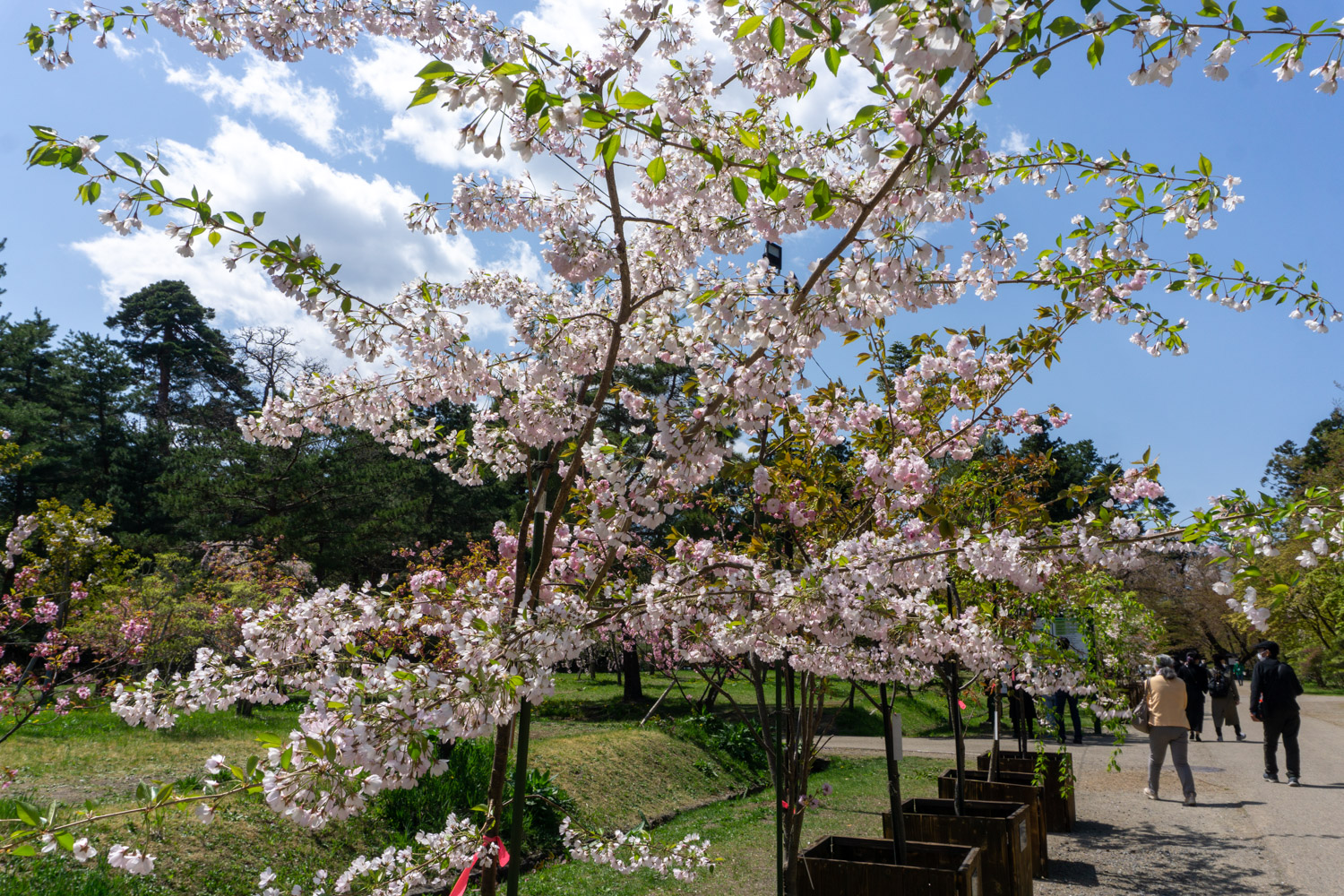 弘前公園 鉢植えの桜