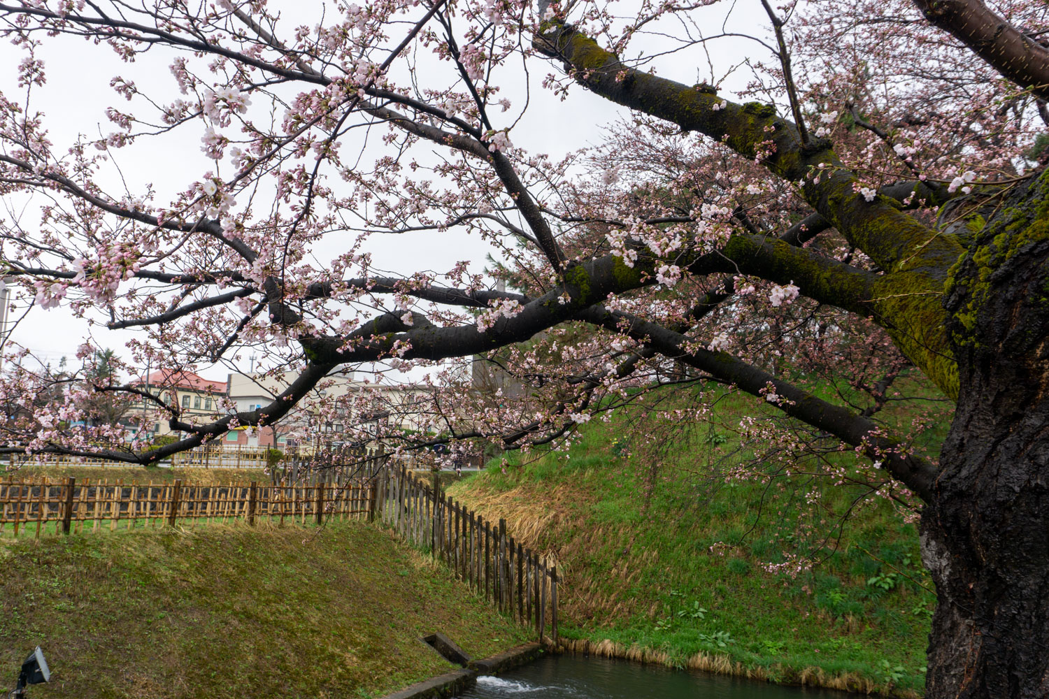 弘前公園外濠　東側