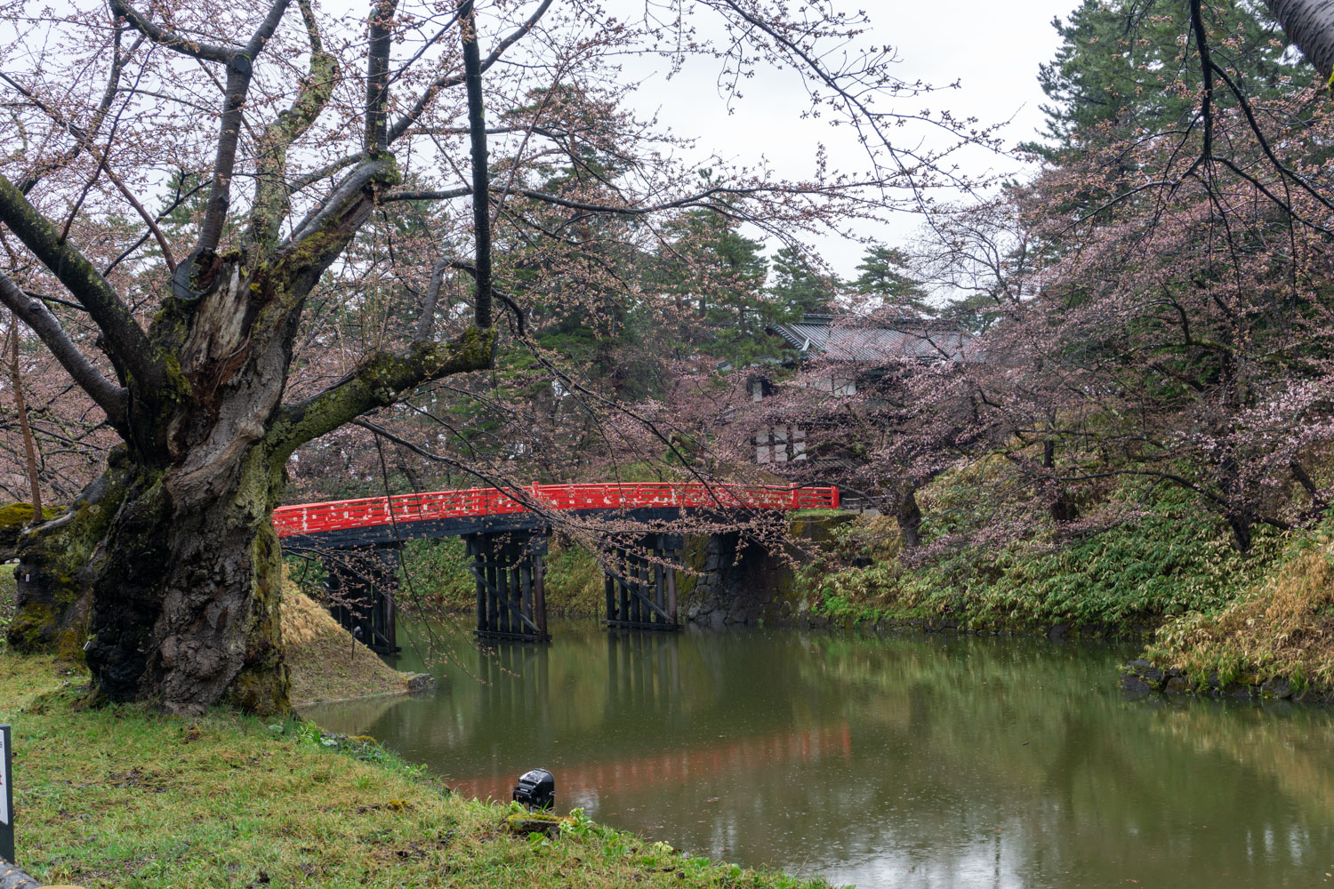 弘前公園二の丸　杉の大橋