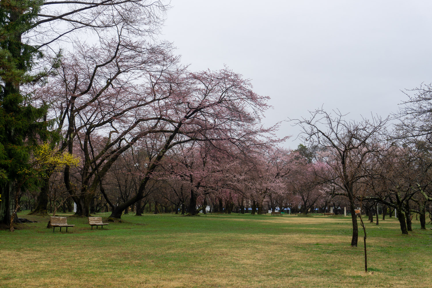 弘前公園　ピクニック広場