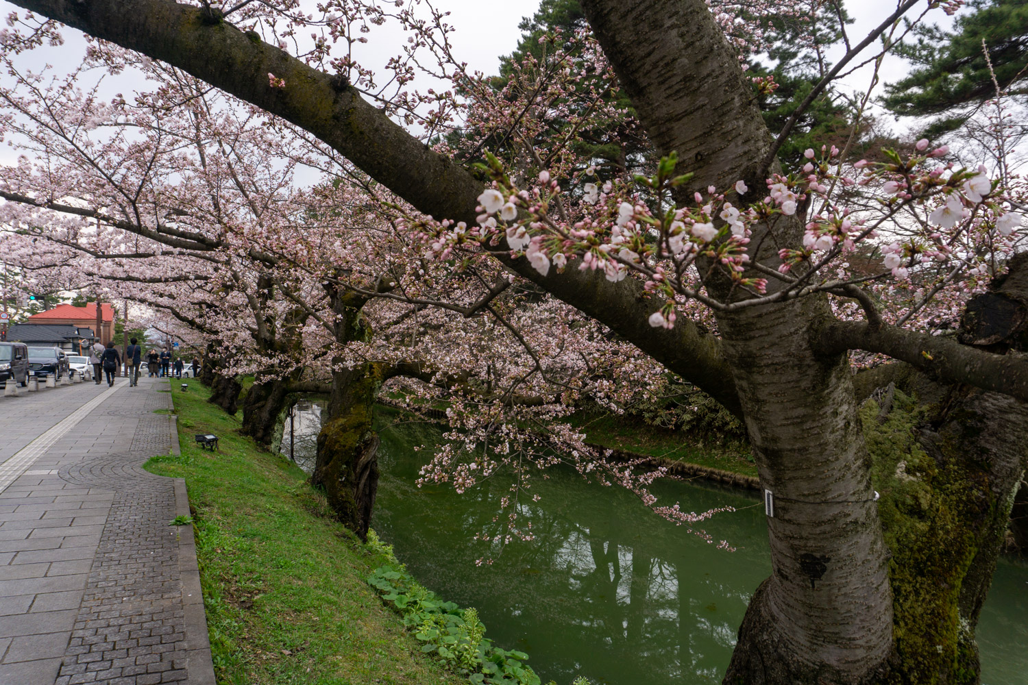弘前公園外濠　市役所前
