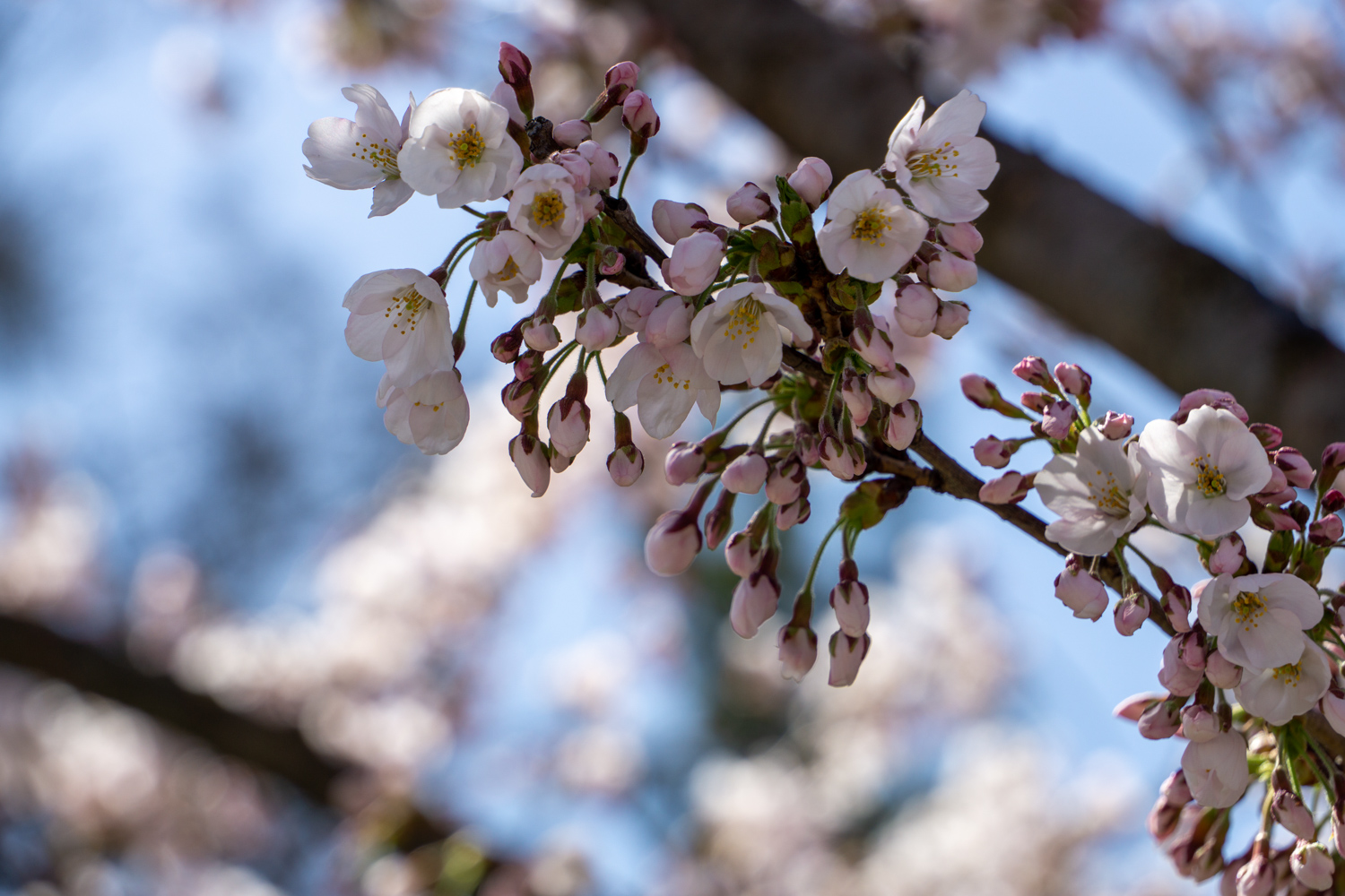 弘前公園外濠　北側