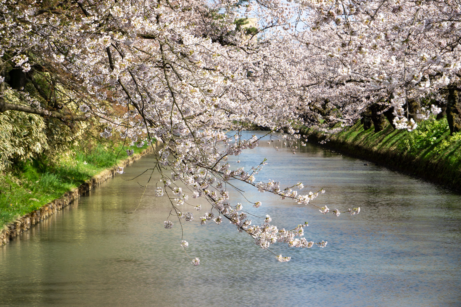 弘前公園外濠　市民会館付近