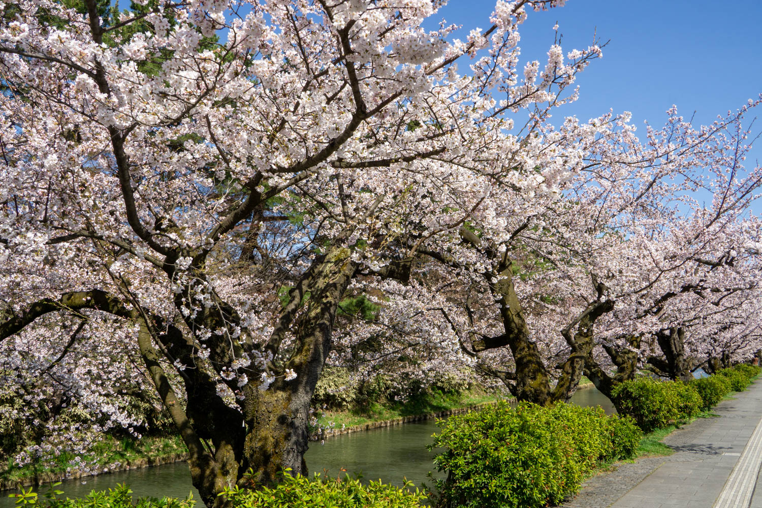 弘前公園外濠　市役所前