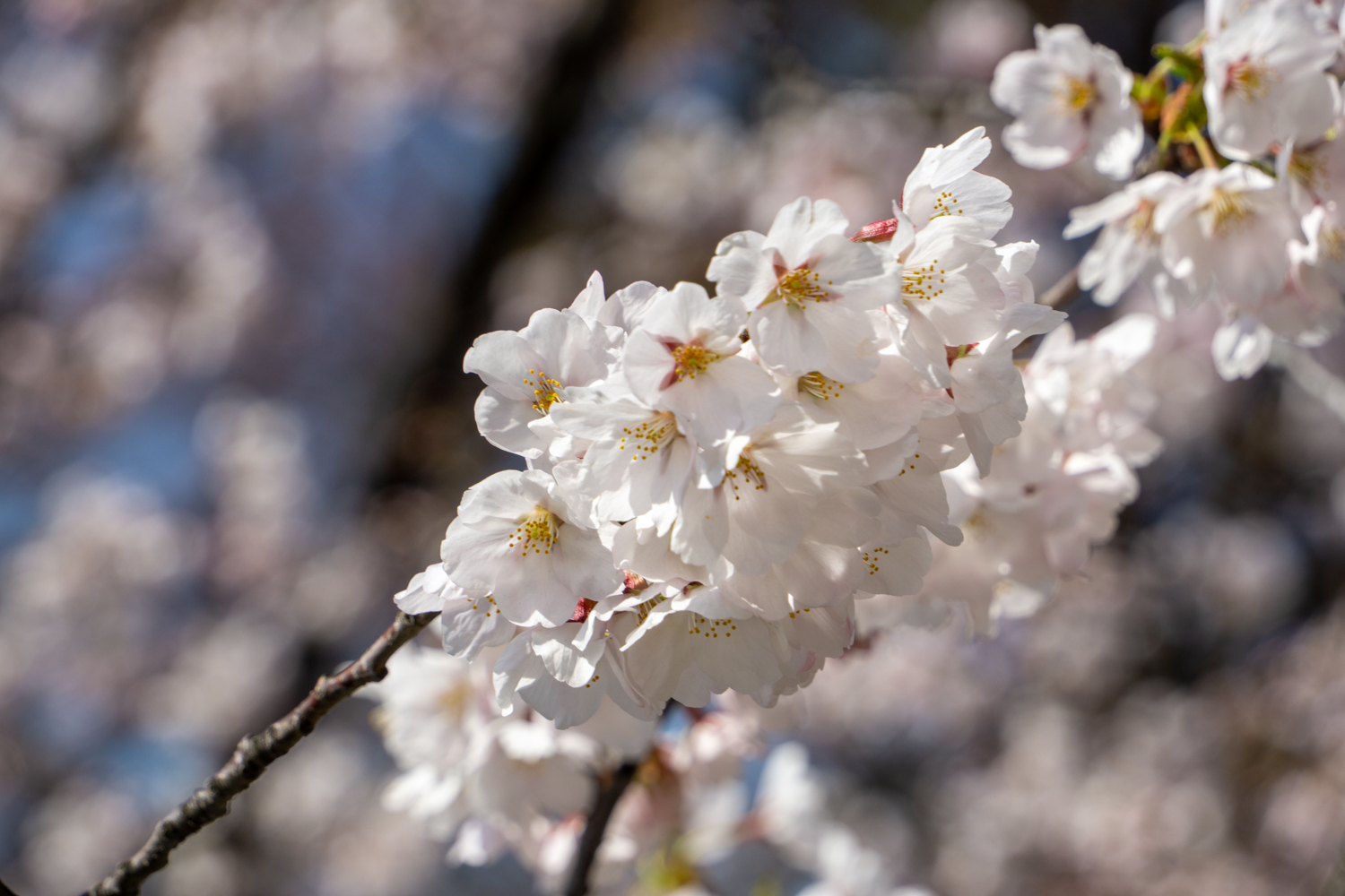弘前公園外濠　追手門前