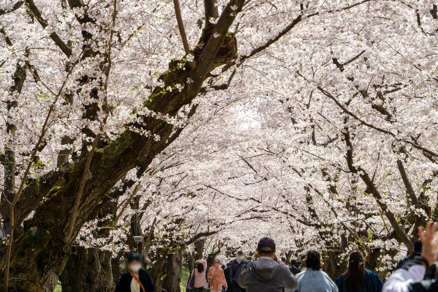 弘前公園　桜のトンネル