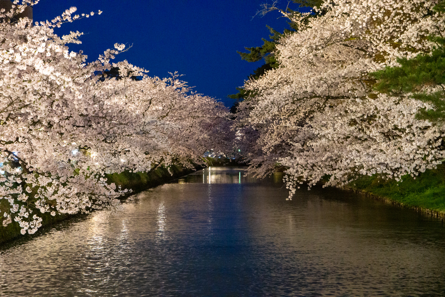 弘前公園外濠 夜桜