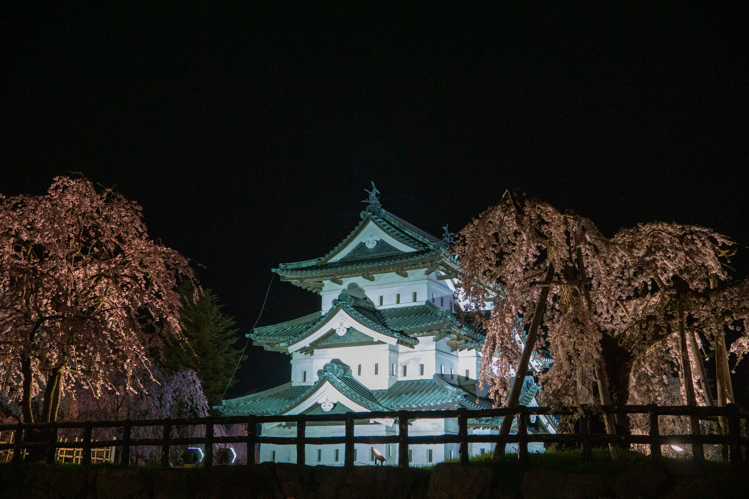 弘前公園 夜桜