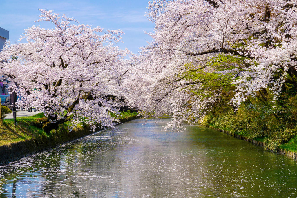 弘前市役所入口が「桜ミク」装飾に!【弘前さくらまつり2025】 - 弘前さくらまつり-Hirosaki Cherry Blossom Festival