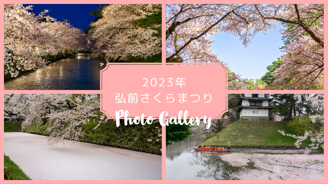2023年の弘前公園の桜