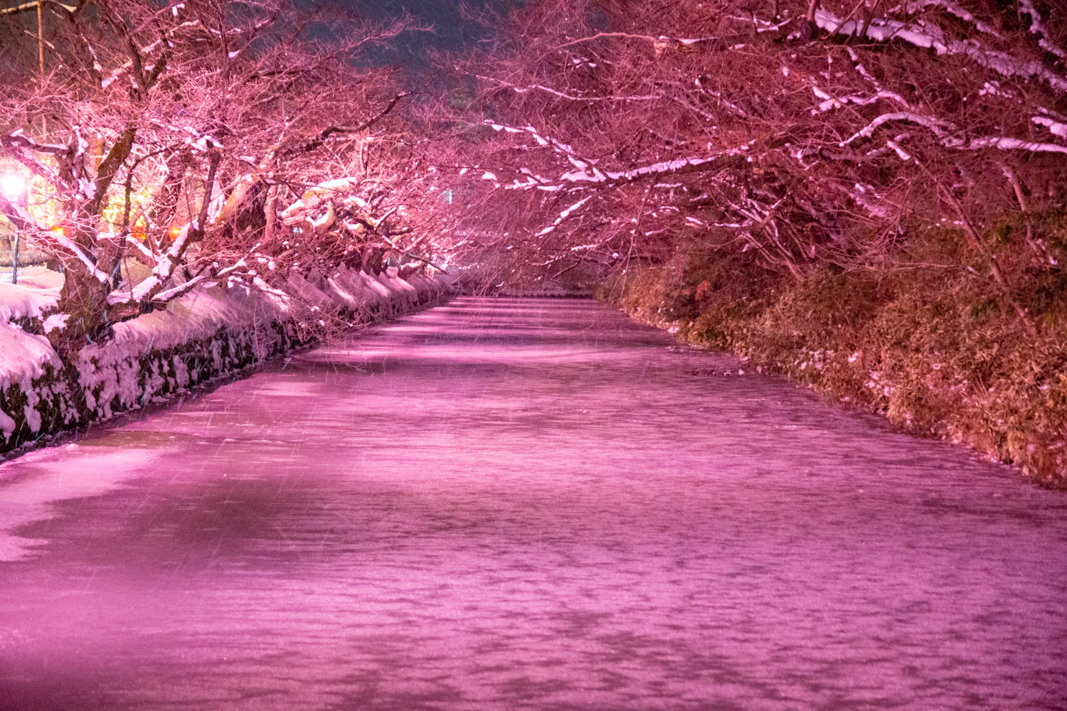 弘前公園「冬に咲くさくらライトアップ」