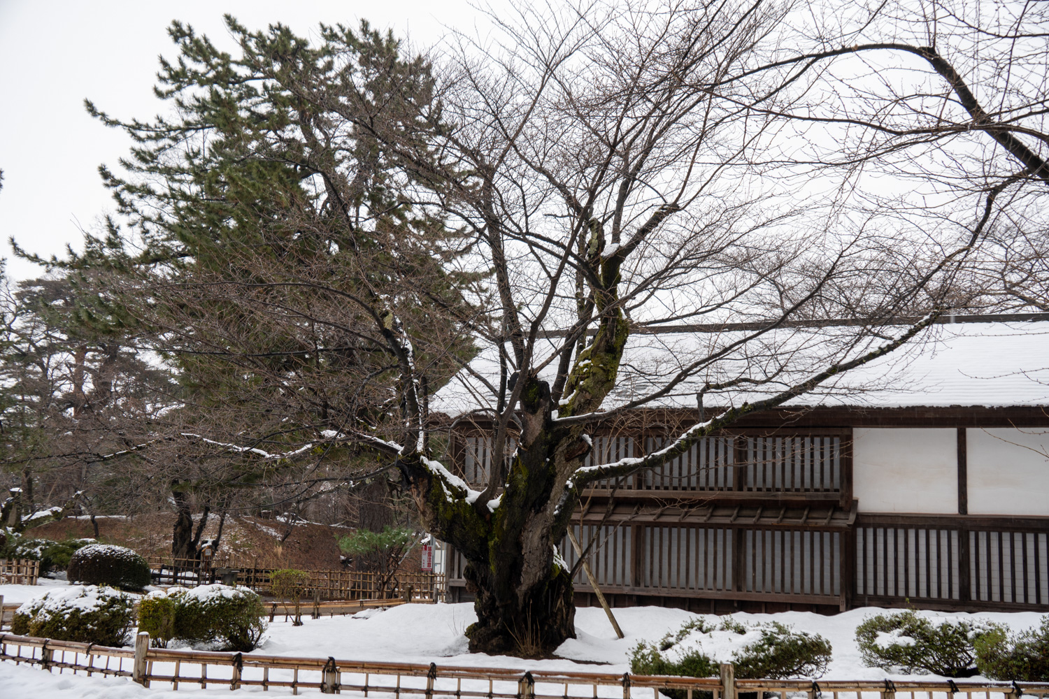 弘前公園最高寿のソメイヨシノ