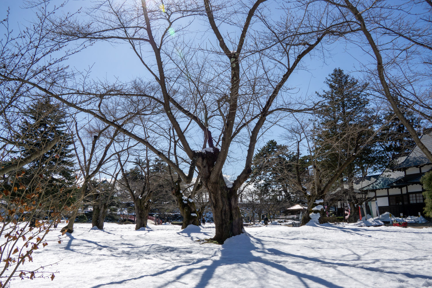 弘前公園北の郭のソメイヨシノ標準木