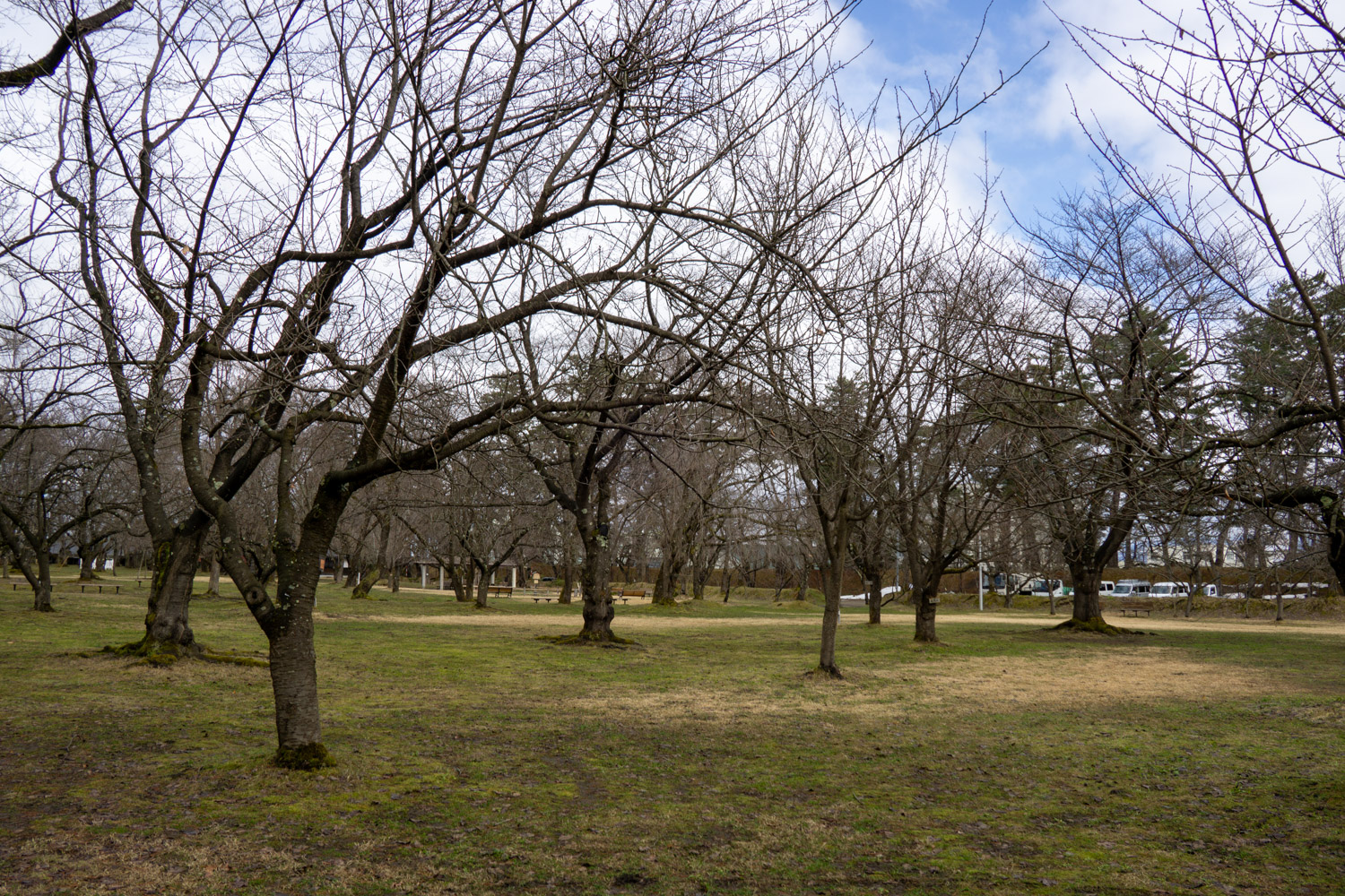 弘前公園ピクニック広場