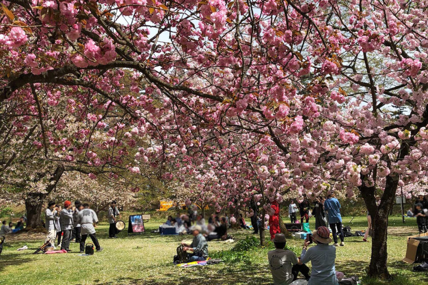 お花見客で賑わうピクニック広場