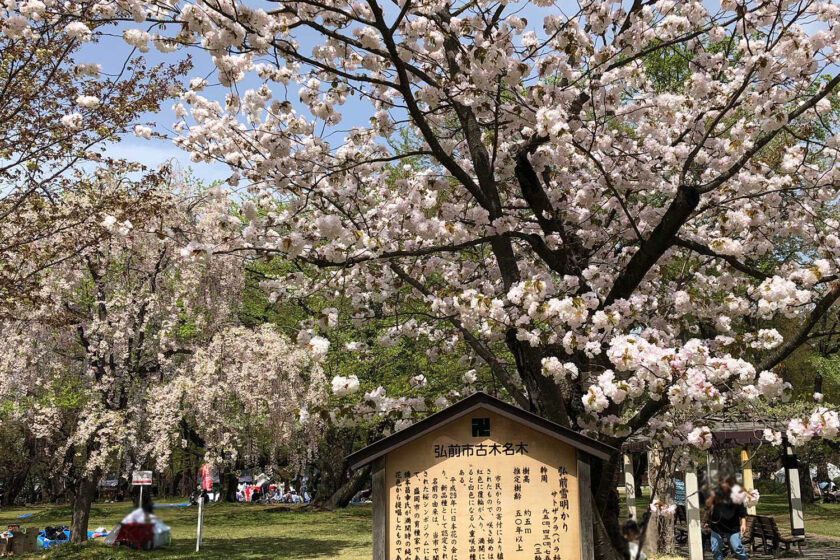 弘前公園発祥の八重桜「弘前雪明かり」が満開