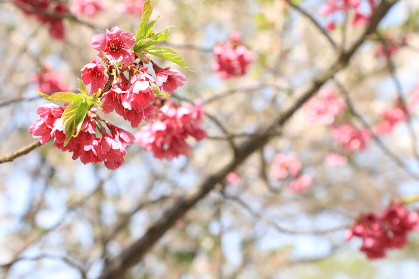 ピクニック広場の寒緋桜