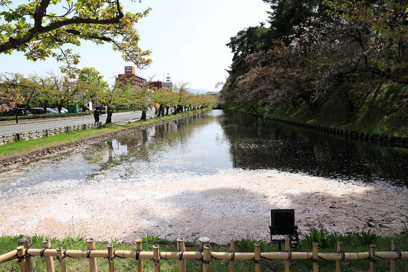 東門口の花筏①