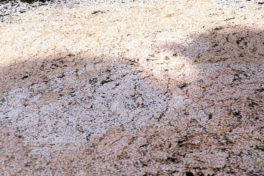 東門口の花筏②