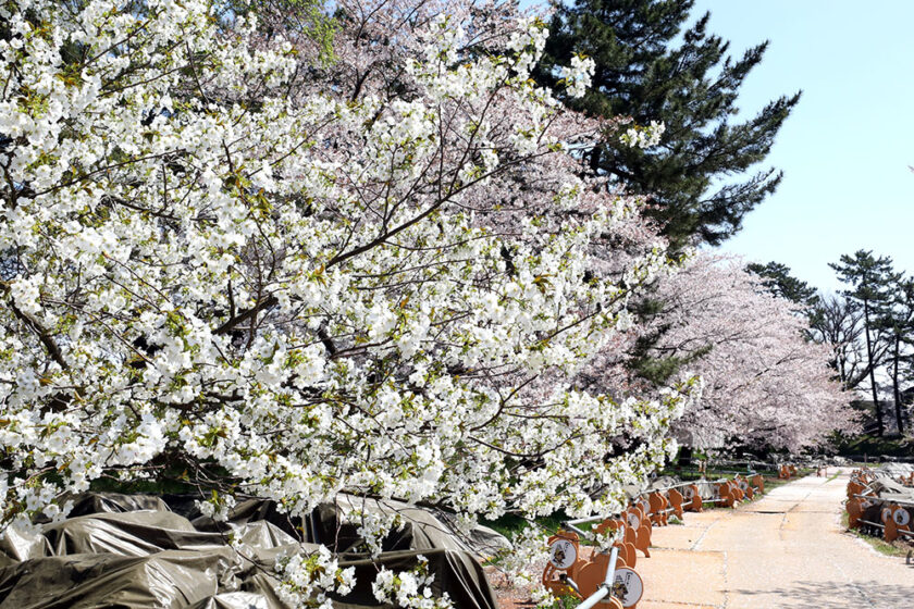 レクリエーション広場の桜