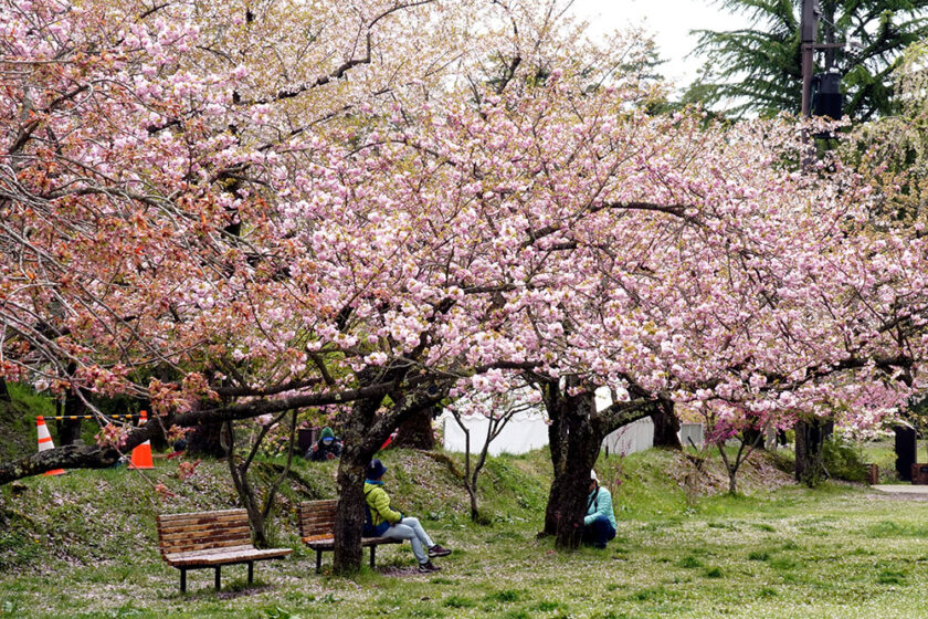 ピクニック広場の東錦は日ごとに花開いています