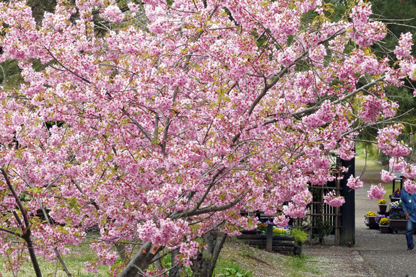 弘前城植物園北口近くの横浜緋桜
