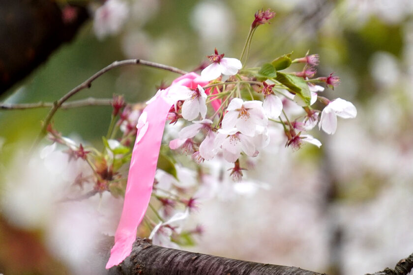 弘前公園最長寿のソメイヨシノにできた弘前七輪咲き桜