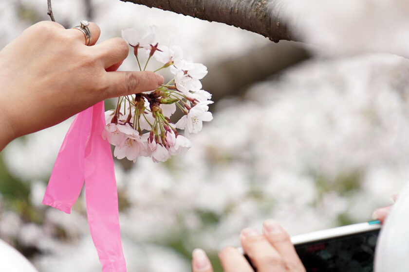 弘前公園最古のソメイヨシノで見つかった七輪咲きの花芽