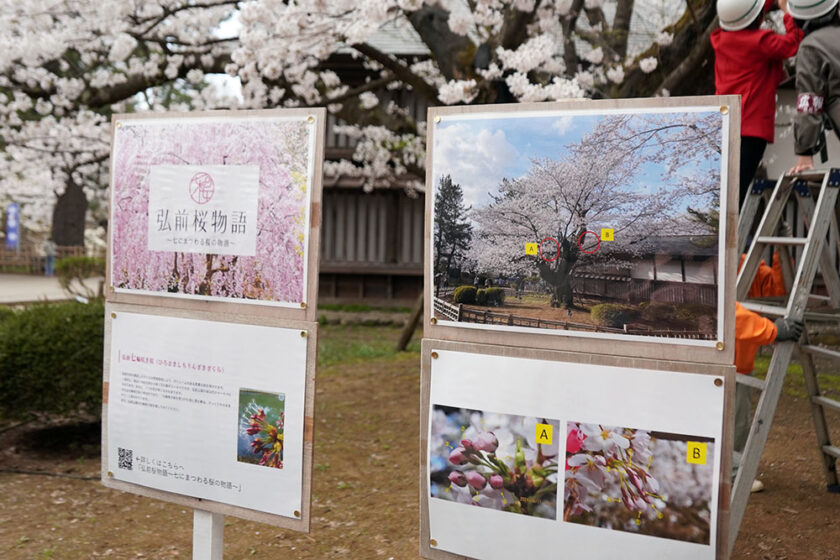 弘前七輪咲き桜を紹介する看板も設置